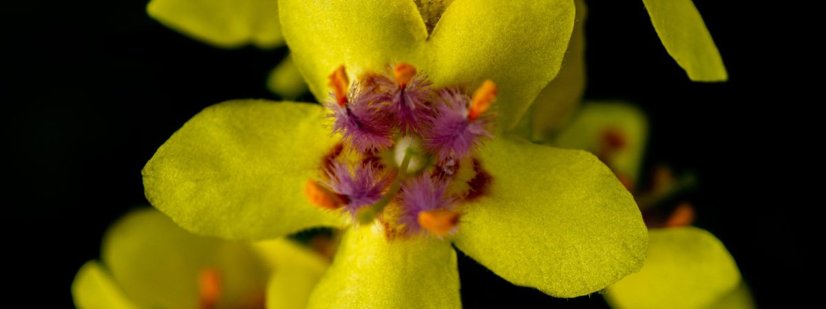 A closeup shot of the Verbascum nigrum, the black mullein flower with black background