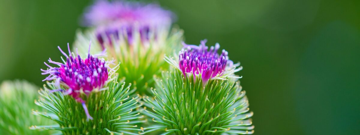 closeup on a flowering greater burdock, genus Arctium , Arctium lappa, Asteraceae macro photo