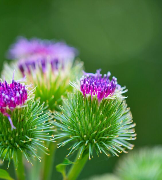 closeup on a flowering greater burdock, genus Arctium , Arctium lappa, Asteraceae macro photo